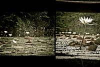 Pond Diptich-1 copy
