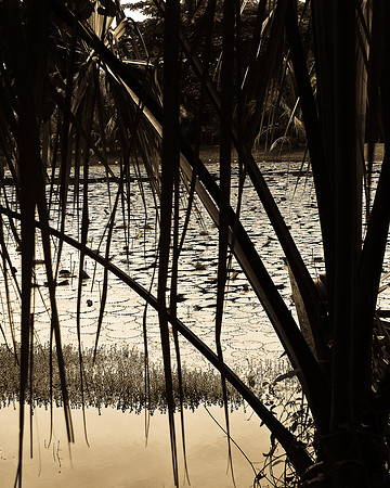 Pond 3 - Belize
